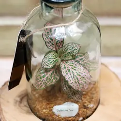 سِت دکوری تراریوم مدل Greenwood