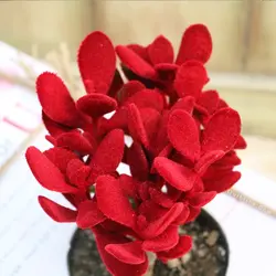 باکس کتاب گیاه یشم مخملی
