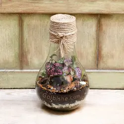 تراریوم حبابی مدل لایت وان