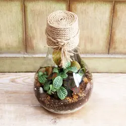 تراریوم حبابی مدل لایت وان