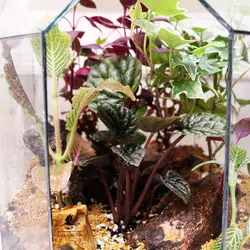 تراریوم گل مدل SkyBall