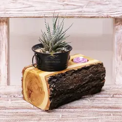 سِت دکوری هدیه گیاه آرسین
