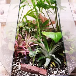 تراریوم شیشه ای مدل Victoria