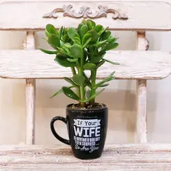 هدیه گیاه ماگ سورپرایز (3مدل‌گیاه)