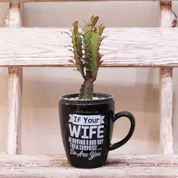 هدیه گیاه ماگ سورپرایز (3مدل‌گیاه)