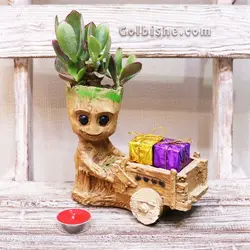 هدیه گیاه طبیعی گوروت