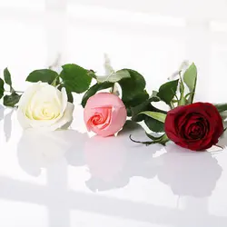 عروسک خرسی Lovely Teddy + شاخه رز