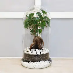 تراریوم بونسای جنسینگ فیکوس Slim