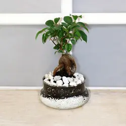 تراریوم بونسای جنسینگ فیکوس Slim