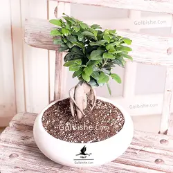 گیاه آپارتمانی بونسای فیکوس جینسینگ
