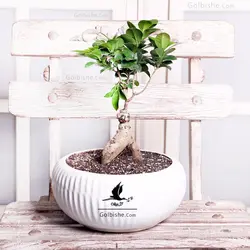 گیاه آپارتمانی بونسای فیکوس جینسینگ