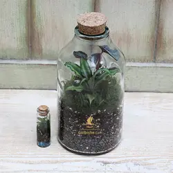 تراریوم شیشه ای مدل تایگا