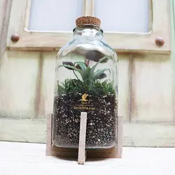 تراریوم شیشه ای مدل تایگا