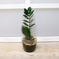 گلدان زاموفیلیا Glass