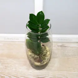 گلدان زاموفیلیا Glass