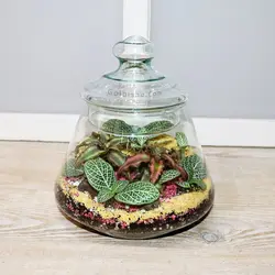 تراریوم گیاه ماهرویا