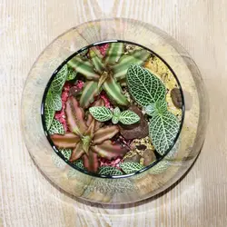 تراریوم گیاه ماهرویا