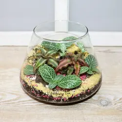 تراریوم گیاه ماهرویا