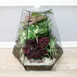 تراریوم بزرگ Magnolia (فوری)