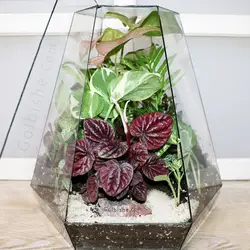 تراریوم بزرگ Magnolia (فوری)