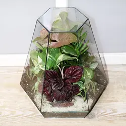 تراریوم بزرگ Magnolia (فوری)