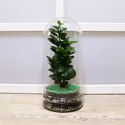 تراریوم گیاه فیکوس الاستیکا