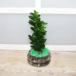 تراریوم گیاه فیکوس الاستیکا