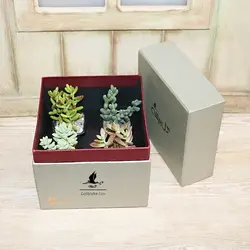 هدیه پک ساکولنت میکس