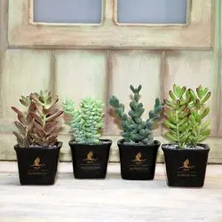 هدیه پک ساکولنت میکس