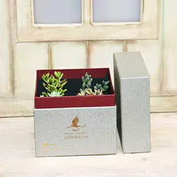 هدیه پک ساکولنت میکس