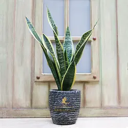 گلدان سانسوریا کراواتی ابلق