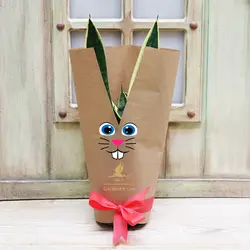 گلدان سانسوریا کراواتی ابلق