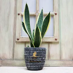 گلدان سانسوریا کراواتی ابلق