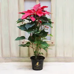 گل کریسمس (بِنتِ قُنسول)