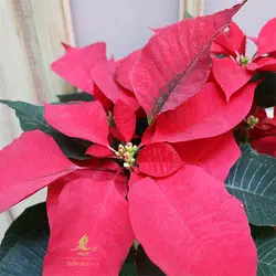 گل کریسمس (بِنتِ قُنسول)