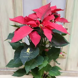 گل کریسمس (بِنتِ قُنسول)