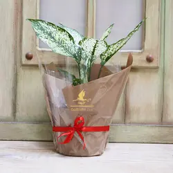 گلدان گیاه آگلونما برفی