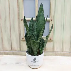 گلدان سانسوریا کراواتی سبز