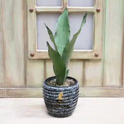 گلدان سانسوریا آمریکن