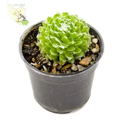 کاکتوس عنکبوتی