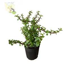کراسولا خرفه ای