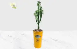 گیاه افوربیا سبز