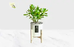 گیاه آپارتمانی کراسولا (یشم)