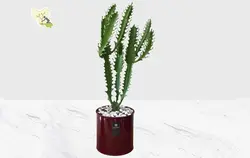 گیاه افوربیا تریگونا