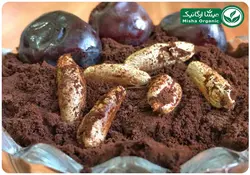 دمنوش هسته خرما (قهوه خرما) ارگانیک فلاوینا - 200 گرم