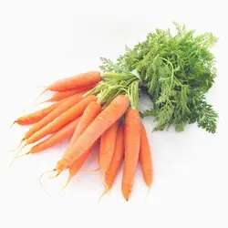 سیب زمینی شیرین آلی