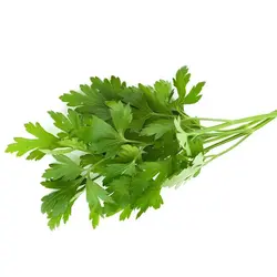 جعفری (پاک نشده)