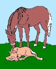 نقشه سنتی 372-8