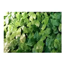 گرین وال برگ پتوس