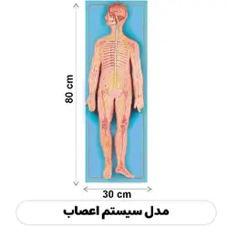 مولاژ سیستم اعصاب - گوهر مد | Gohar med